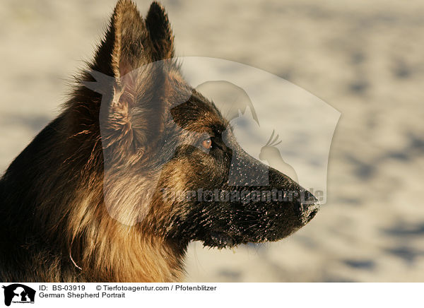 German Shepherd Portrait / BS-03919