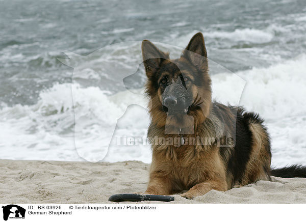 German Shepherd / BS-03926