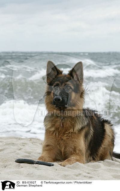 German Shepherd / BS-03927