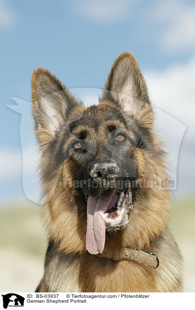 German Shepherd Portrait / BS-03937