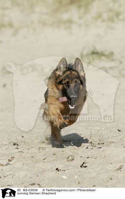 running German Shepherd / BS-03938