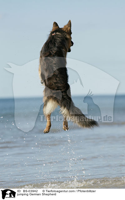 jumping German Shepherd / BS-03942