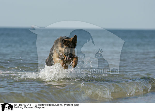 bathing German Shepherd / BS-03946