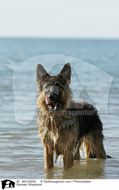 German Shepherd / BS-03950