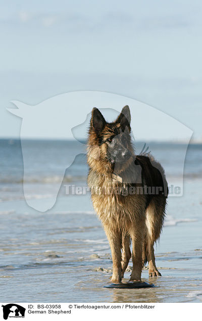 German Shepherd / BS-03958