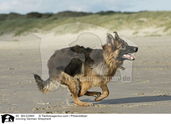 running German Shepherd / BS-03960