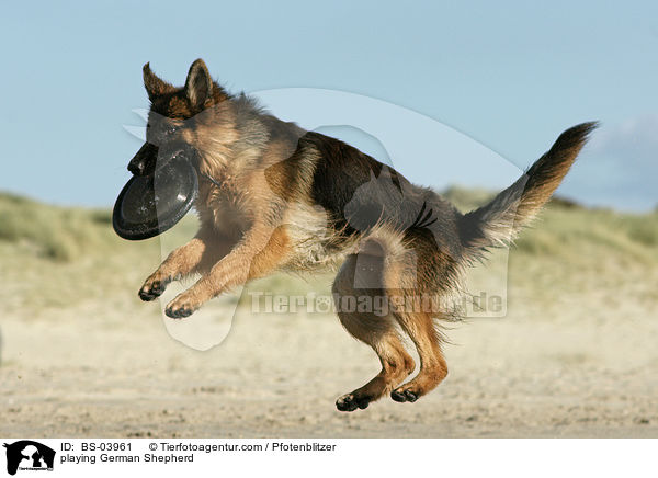 playing German Shepherd / BS-03961