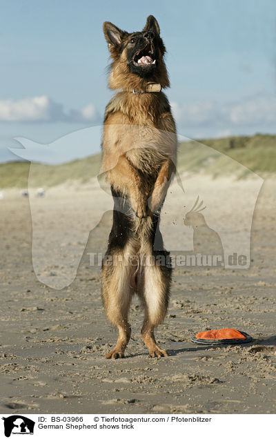 German Shepherd shows trick / BS-03966