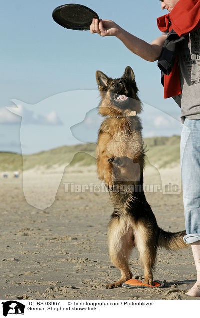 German Shepherd shows trick / BS-03967