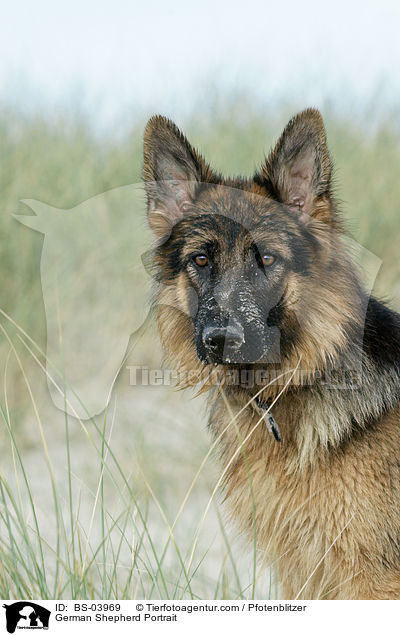 German Shepherd Portrait / BS-03969