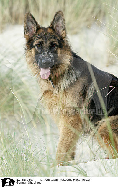 German Shepherd / BS-03971