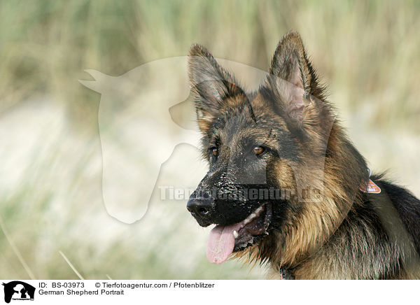 German Shepherd Portrait / BS-03973