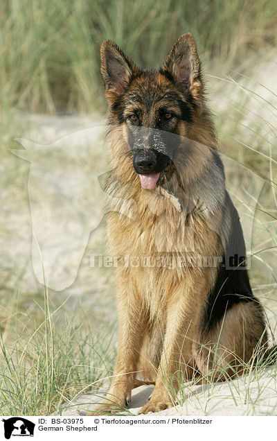 German Shepherd / BS-03975