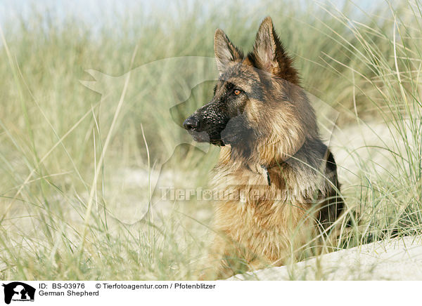 German Shepherd / BS-03976