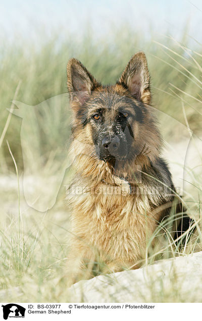 German Shepherd / BS-03977