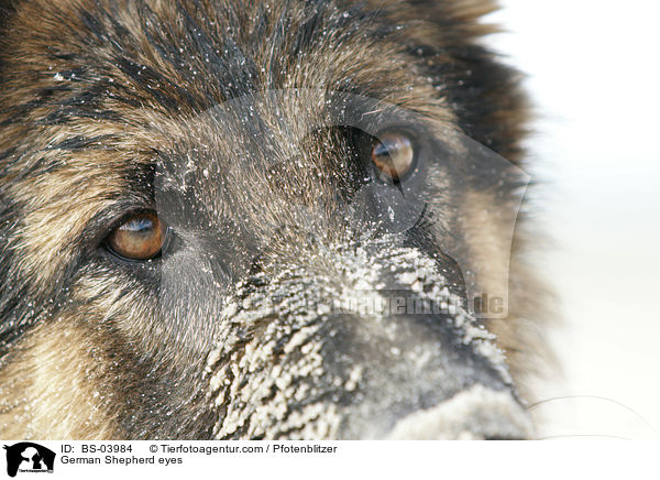German Shepherd eyes / BS-03984