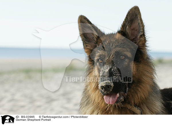 German Shepherd Portrait / BS-03985