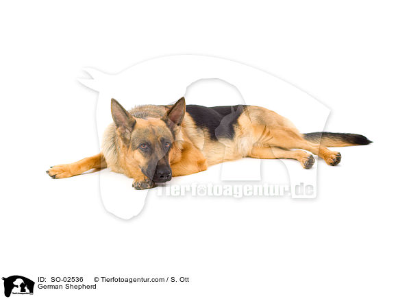 Deutscher Schferhund / German Shepherd / SO-02536