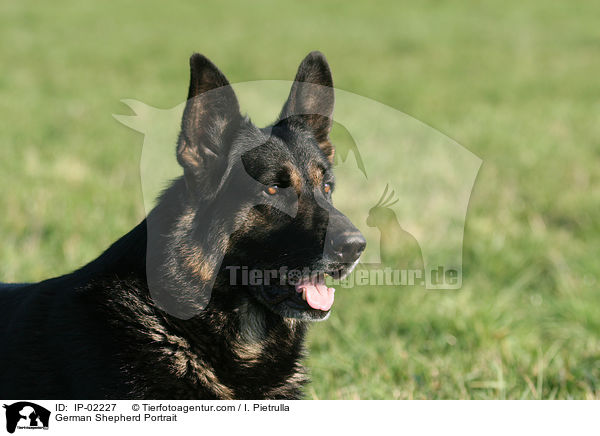 German Shepherd Portrait / IP-02227