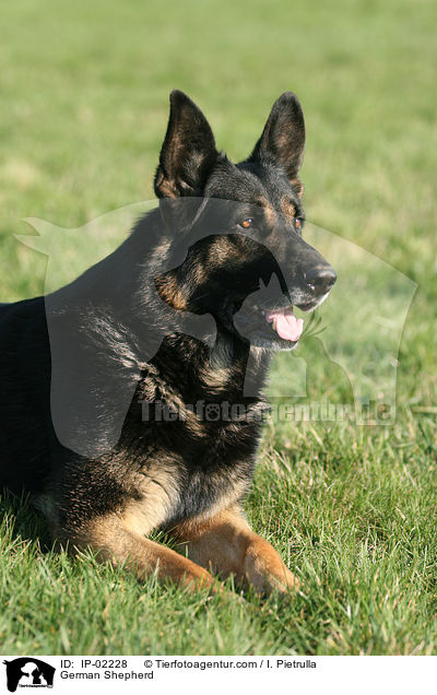 German Shepherd / IP-02228