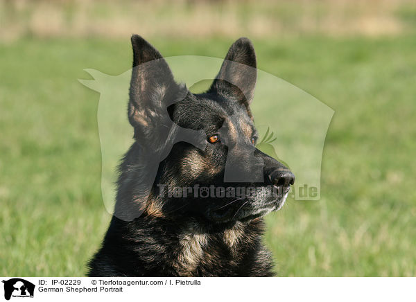 German Shepherd Portrait / IP-02229