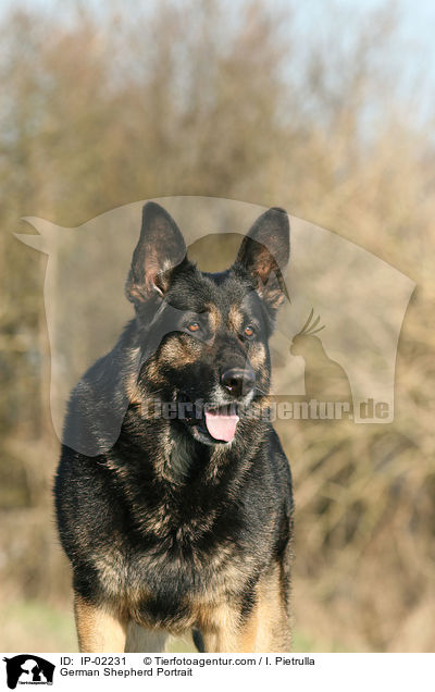 German Shepherd Portrait / IP-02231