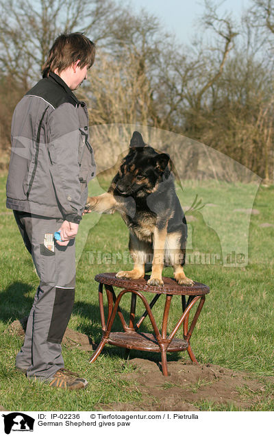 German Shepherd gives paw / IP-02236