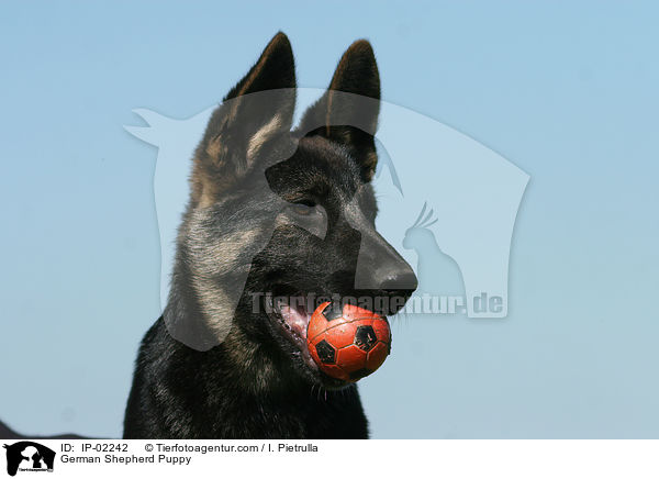 German Shepherd Puppy / IP-02242