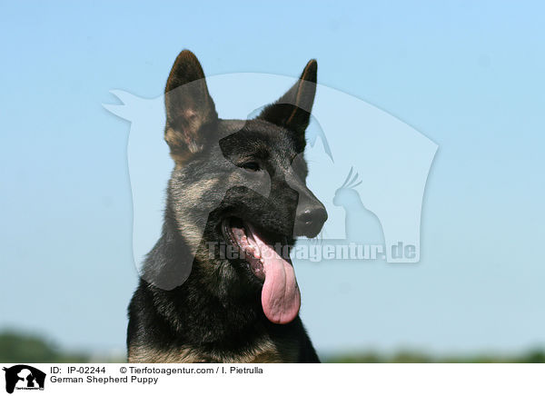 German Shepherd Puppy / IP-02244