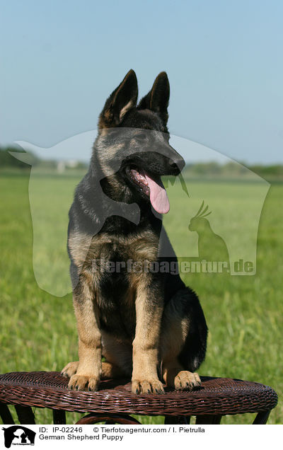 German Shepherd Puppy / IP-02246