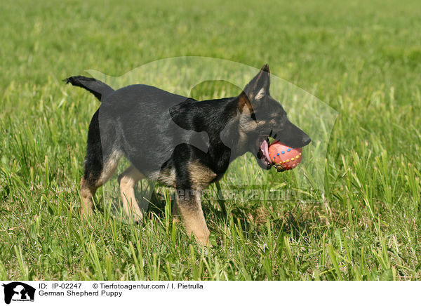 German Shepherd Puppy / IP-02247