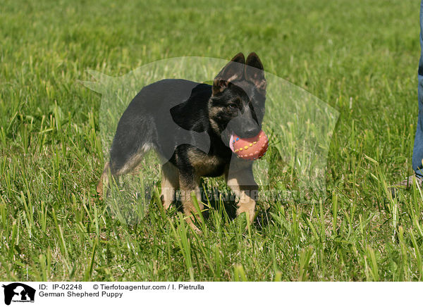 German Shepherd Puppy / IP-02248