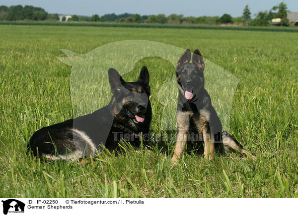German Shepherds / IP-02250