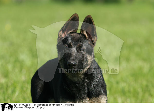 German Shepherd Puppy / IP-02264
