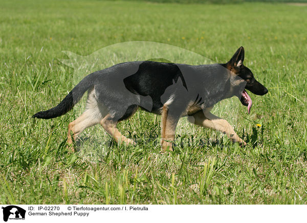 German Shepherd Puppy / IP-02270