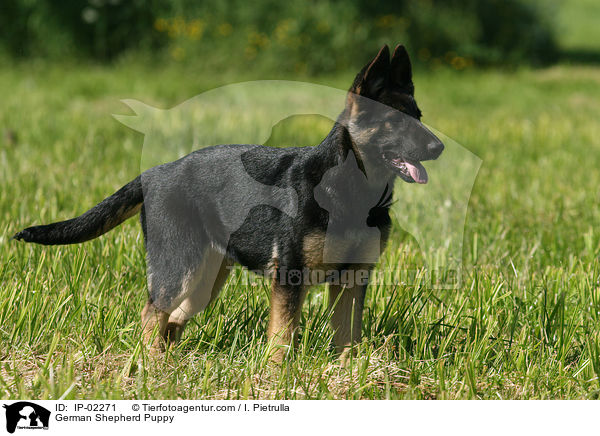 German Shepherd Puppy / IP-02271