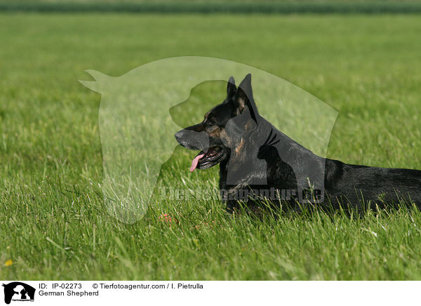 German Shepherd / IP-02273