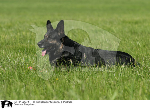 German Shepherd / IP-02274