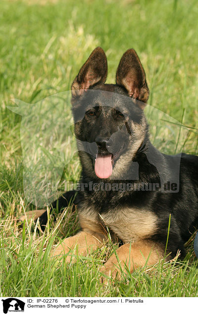 German Shepherd Puppy / IP-02276