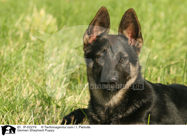 German Shepherd Puppy / IP-02279