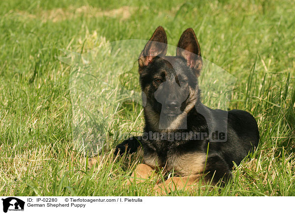 German Shepherd Puppy / IP-02280
