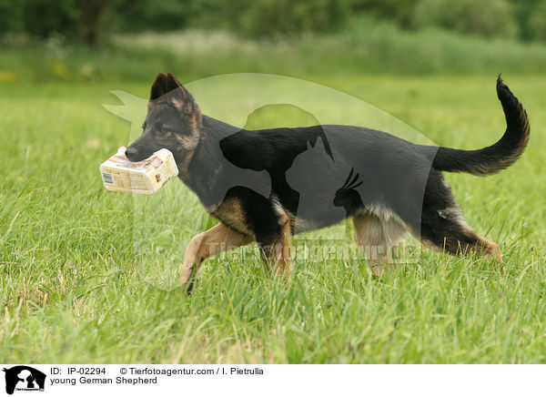 young German Shepherd / IP-02294
