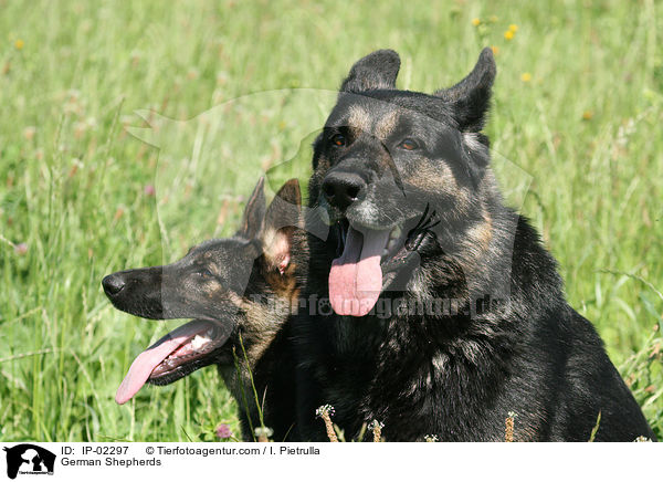 German Shepherds / IP-02297