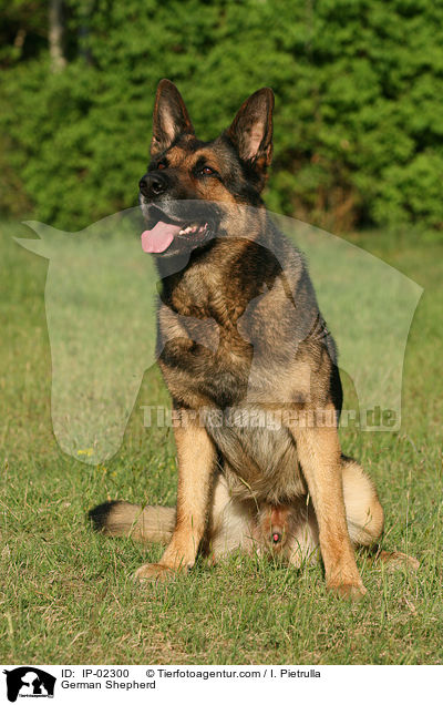 German Shepherd / IP-02300