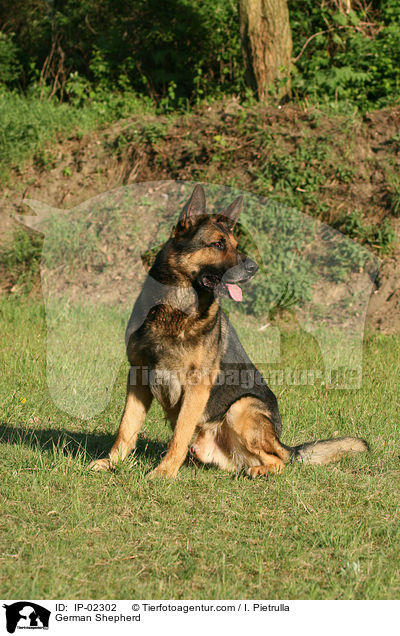 German Shepherd / IP-02302