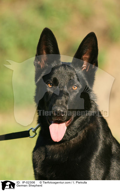 German Shepherd / IP-02306