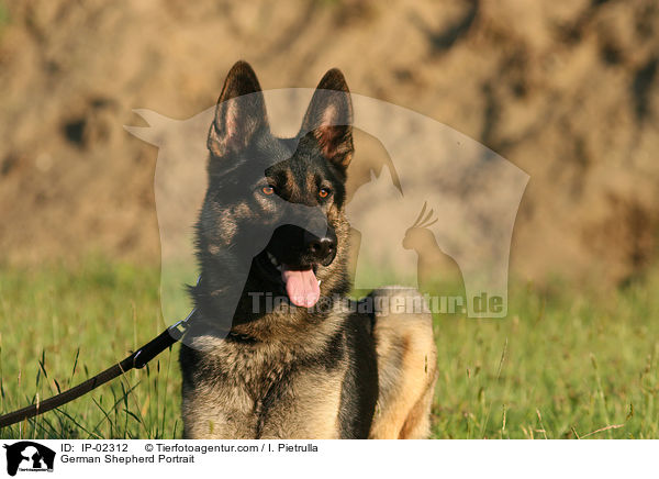 German Shepherd Portrait / IP-02312