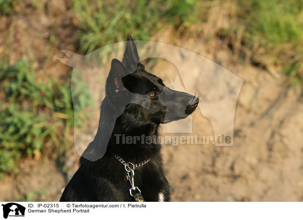 German Shepherd Portrait / IP-02315