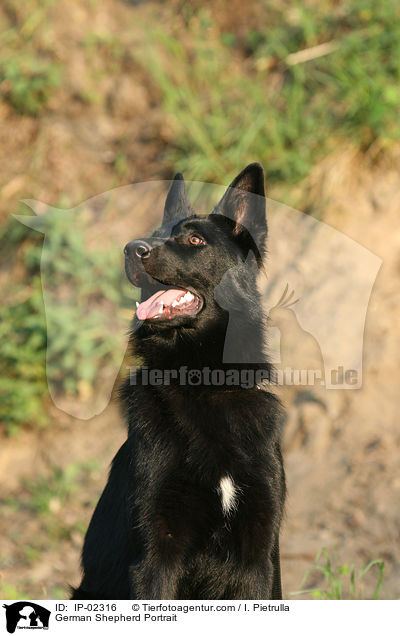 German Shepherd Portrait / IP-02316