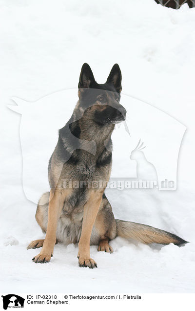 German Shepherd / IP-02318
